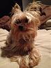 Share pics of Your "Hot Mess" Yorkies.-bedhead2.jpg