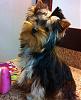 Wanted: to see pictures of your yorkie at 5 months-cutestdog-.jpg