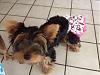 Share pics of Your "Hot Mess" Yorkies.-image.jpg