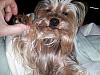 Share pics of Your "Hot Mess" Yorkies.-help-me-out-these-covers.jpg