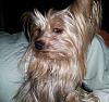 Share pics of Your "Hot Mess" Yorkies.-just-woke-up-stinkeye.jpg