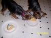 Lucky's 1st birthday pics!!!-100_0873.jpg