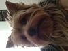 Share pics of Your "Hot Mess" Yorkies.-boo-small.jpg