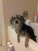 Bath Time for Skeeter-img_20130407_193538.jpg