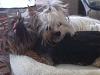 Share pics of Your "Hot Mess" Yorkies.-image.jpg