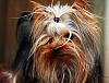 Share pics of Your "Hot Mess" Yorkies.-1_dsc_1913.jpg
