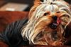 Share pics of Your "Hot Mess" Yorkies.-1_dsc_1924.jpg