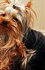 Share pics of Your "Hot Mess" Yorkies.-1_dsc_1935.jpg