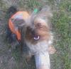Share pics of Your "Hot Mess" Yorkies.-hotmess1.jpg
