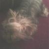 Share pics of Your "Hot Mess" Yorkies.-hotmess2.jpg
