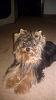 Share pics of Your "Hot Mess" Yorkies.-chloe-just-got-groomed-shelly.jpg