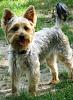 post pics of doggies with no clipped tail?-user40172_pic68812_1253414290.jpg