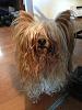 Share pics of Your "Hot Mess" Yorkies.-hotmess.jpg