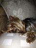 Share pics of Your "Hot Mess" Yorkies.-hot-mess.jpg