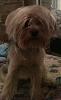 Share pics of Your "Hot Mess" Yorkies.-photo-1.jpg
