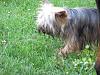 Share pics of Your "Hot Mess" Yorkies.-021.jpg