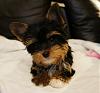 My Biewer Yorkie Baby-chloe1.jpg