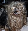 Share pics of Your "Hot Mess" Yorkies.-100_3136.jpg