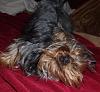 Share pics of Your "Hot Mess" Yorkies.-hotmessdental.jpg