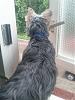 Share pictures of your "guard dogs"-img_20120826_13145723.jpg