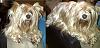 Share pics of Your "Hot Mess" Yorkies.-mia-11-25-12-after-bath-weed-killing-day-800x386.jpg