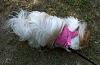 Share pics of Your "Hot Mess" Yorkies.-img00890-20110828-1239-800x519.jpg