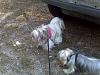 Share pics of Your "Hot Mess" Yorkies.-img00899-20110828-1241-800x600.jpg