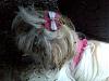 Share pics of Your "Hot Mess" Yorkies.-img00900-20110828-1242-800x600.jpg