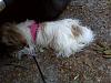 Share pics of Your "Hot Mess" Yorkies.-img00901-20110828-1242-800x600.jpg