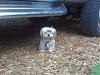 Share pictures of your "guard dogs"-img00319-20110607-2000-800x600.jpg