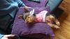 Share pics of Your "Hot Mess" Yorkies.-600652_344526892286343_890682733_n.jpg