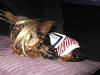 Share pics of Your "Hot Mess" Yorkies.-557756_10151848920235212_90305641_n.jpg