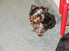 Did your Yorkie look similar to Bentley at 4 months??-dscf3842.jpg