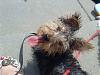 Did your Yorkie look similar to Bentley at 4 months??-img_20120519_13531123.jpg