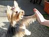 Kiko enjoying the Spring weather.-dsc07802-600x451-590x443-.jpg