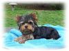 My little Louie and Hello everyone-mysweeties112_zps14e4f38a.jpg