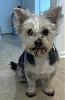 Share pics of Your "Hot Mess" Yorkies.-hotmessl2.jpg