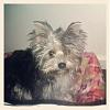 Share pics of Your "Hot Mess" Yorkies.-hotmessl4.jpg