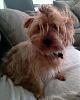Share pics of Your "Hot Mess" Yorkies.-hotmessd2.jpg