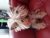 Share pics of Your "Hot Mess" Yorkies.-image.jpg