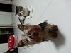 Share pics of Your "Hot Mess" Yorkies.-image.jpg