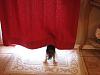 Share pictures of your "guard dogs"-img_3186.jpg