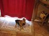 Share pictures of your "guard dogs"-img_3189.jpg