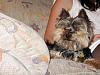 Share pics of Your "Hot Mess" Yorkies.-062.jpg