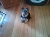 Share pics of Your "Hot Mess" Yorkies.-058.jpg