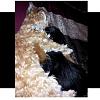 My Furbabies love each other :-)-img_20130415_213310.jpg