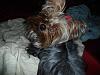 Share pics of Your "Hot Mess" Yorkies.-afterparty2.jpg