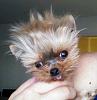 Share pics of Your "Hot Mess" Yorkies.-sbh.jpg