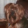 Share pics of Your "Hot Mess" Yorkies.-pizap_com10_43944196496158841366610496981.jpg