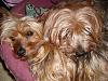 Share pics of Your "Hot Mess" Yorkies.-sl730545a.jpg